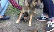 最新台湾狗崽爆料