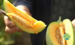 瓜州在哪里免费吃瓜