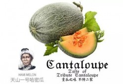 娱乐吃瓜配乐推荐一下,盘点热门配乐推荐