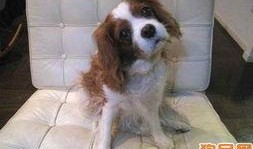 大狗最新爆料图片大全集,图片大全集深度解析