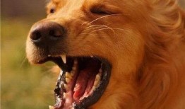 最新台湾狗崽爆料