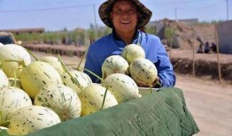 瓜州在哪里免费吃瓜