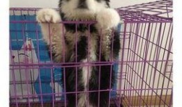 狼狗最新爆料图片大全大图,高清大图揭秘神秘瞬间