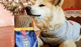 娱乐吃瓜养狗视频下载,一键下载，轻松享受欢乐时光