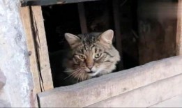 盒子里的猫免费完整版吃瓜,免费完整版吃瓜大揭秘