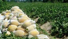 瓜州在哪里免费吃瓜