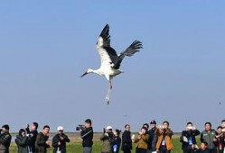 侯鸟在线观看,探寻自然奇观之旅