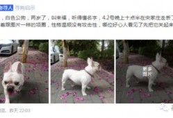 大狗最新爆料图片大全集,图片大全集深度解析