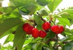 樱桃琥珀爆料视频,揭秘神秘事件背后的真相