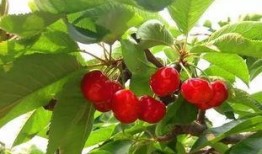 樱桃琥珀爆料视频,揭秘神秘事件背后的真相