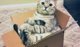 盒子里的猫免费完整版吃瓜,免费完整版吃瓜大揭秘