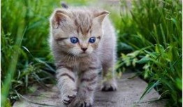 娱乐吃瓜酱猫咪,娱乐吃瓜酱猫咪的趣味日常