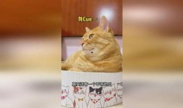 盒子里的猫免费完整版吃瓜,免费完整版吃瓜大揭秘