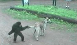 狼狗最新爆料图片大全大图,高清大图揭秘神秘瞬间